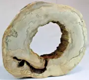 Beautiful Black Line Spalted Silver Maple Slice Cookie 17 x 14" x 4" Thick #4248