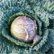 Cabbage - Savoy Purple seeds