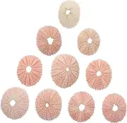 MAGICLULU 10Pcs Sea Shell Planters Miniature Gardening Decor Unique Air Holders Craft Accessories for Home Decoration Random Colors