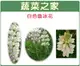 【蔬菜之家00H06-1】H06.魯冰花(旺花白色)種子1公斤