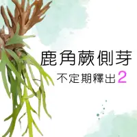 在飛比找蝦皮購物優惠-［植禾］鹿角蕨側芽 白毛 銀鹿 白猴 貓 波哥 白領帶 麒麟