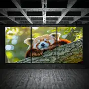 3pcs Red Panda Sleeping on Tree Branch Print 100% Australian Made 3 x 40x60cm (Metal Print)