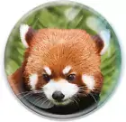 Magnidome - Red Panda from . round Crystal Glass Animal Fridge Magnet, Strong Ma