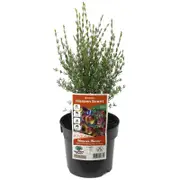 140mm Boronia Heaven Scent - Boronia megastigma
