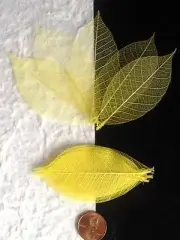 25 Leaves skeleton leaf Lemon Yellow see through veins Cardmaking Scrapbook soap