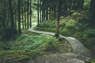 嘉義旅遊｜【大人囝仔】阿里山小火車.雲海.步道.森林浴.奮起湖便當一日｜高雄出發