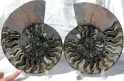 Large Black Ammonite Pair Deep Crystal 110myo FOSSIL XL 256mm 10.0" 1085bb