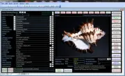 Seashell Collector Image Database Software USB suit Windows 7/8/10/11 XP Vista