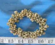 ~ Mongo Snail Shells ~ Green/Yellow ~ Drilled & Threaded ~ Sailor's Valentines ~
