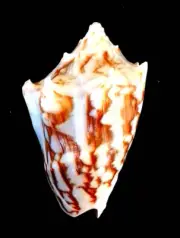 Volutidae voluta Vespertillo or the Bat Volute
