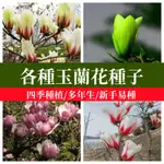 🌻💥【玉蘭花種子 】白蘭花盆栽地栽濃香型觀賞花卉紅玉蘭白玉蘭紫玉蘭香水玉蘭樹種子超多品種四季庭院風水樹種子