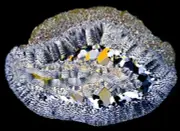 Stunning AGATE ACHAT thin section microscope slide Ottendorf-Okrilla Dünnschliff