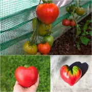 Tomato - Oxheart Red seeds