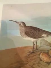Dunlin Red Backed Sandpiper Audubon Bird Print Picture Poster 182