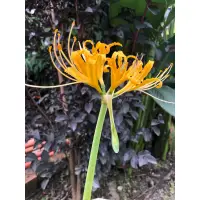 在飛比找蝦皮購物優惠-❤️金花石蒜δLycoris aurea.