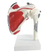 Human Shoulder Joint Anatomy Model Medical Science Educational Teaching Resource
