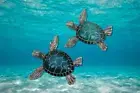 Sea Turtle Statue Figurine Ornament Blue Aqua Turtles 2pc Set 13cm Home Decor