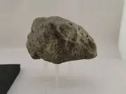 Suspected Terror Bird Permineralized Fossil