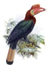 Tropical Bird D. Elliot Accent Tile Mural Kitchen Wall Backsplash Marble Ceramic