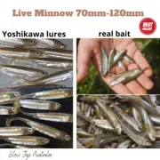 5/6x-Soft Plastic Paddle Tail 70mm-120mm Fish Minnow lure Fish Bream Flatty