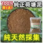 【水培通用泥】 碗蓮 睡蓮 銅錢草 水生植物專用 100%純正荷塘營養土 天然荷塘泥淤泥家庭水培種植土 碗蓮專用泥