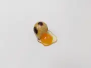 Magnet cracked quail egg made in Japan accessories food sample fun From Japan