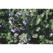 140mm Jervis Gem - Westringia fruticosa 'Jervis Gem'
