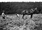 Harrowing In The Hoe And In The Pickaxe Of A Field 1906 Old Photo