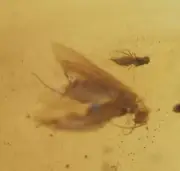 Brachycera (Fly) with moth and Gnat, Fossil insect inclusion in Burmese Amber