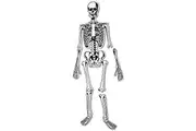 Learning Resources Skeleton Floor Puzzle