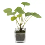 NEW Green Room Round Leaf Pilea In Glass Vase By Spotlight