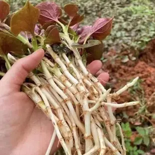 🔥魚腥草種子🍓又名折耳根種子壓根可涼拌 養生清熱解毒提高免疫力發芽率高 蔬菜野菜嫩根葉子