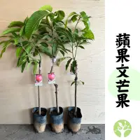 在飛比找蝦皮購物優惠-［農夫世家］特殊品種 蘋果文芒果 晚生 超大果 抗病力強 嫁