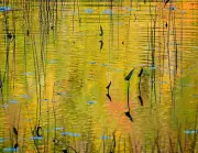 Fall Leaves Limited Edition fine art Acadia Naitonal park abstract Ansel Adams