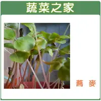 在飛比找樂天市場購物網優惠-【蔬菜之家】J06蕎麥芽種子(蕎麥芽菜種子)(共有2種包裝可