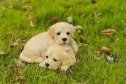 Clearance-Baby Labradors Playing Garden Statue Yard Flowerbed Lawn Decor