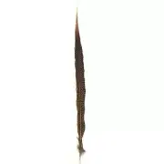 10" to 20" Golden Pheasant Side Tail Feather - Natural ((SECONDS))