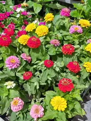 ZINNIA 'THUMBELINA DWARF MIX' seeds