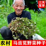 【台北種子四季播種】【馬齒莧野菜種子】螞蚱菜 馬齒菜 蔬菜種子 種子批發 馬齒莧種子