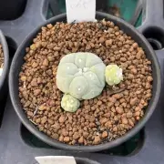 Rare Succulent LivePlant Cactus WYSIWYG Boutique Garden Decor