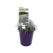 140mm - Helichrysum Icicles