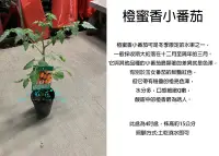 在飛比找Yahoo!奇摩拍賣優惠-心栽花坊-橙蜜香番茄/橙蜜香小番茄/番茄品種/小番茄/4吋盆