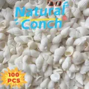 100pcs Natural White Conch Spiral Shells - 15mm