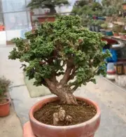 Rare liveSucculent plant Juniperus chinensis 'Torulosa WYSIWYG Boutique Feature