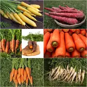 Carrot Seeds - Assorted 7 Packs