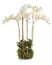 Napa Home & Garden 25in Phalaenopsis Orchid Bowl Drop-In