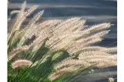 CHINESE FOUNTAIN GRASS / SWAMP FOXTAIL seeds Pennisetum alopecuroides