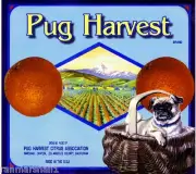 Marshall Canyon Pug Puppy Dog Harvest Orange Citrus Fruit Crate Label Art Print