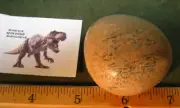 67g 1.96in x 1.85in x 1.1in DINOSAUR BONE FOSSIL PALMSTONE MADAGASCAR #204