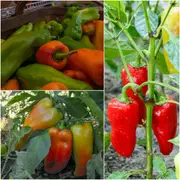 Capsicum - Perennial seeds